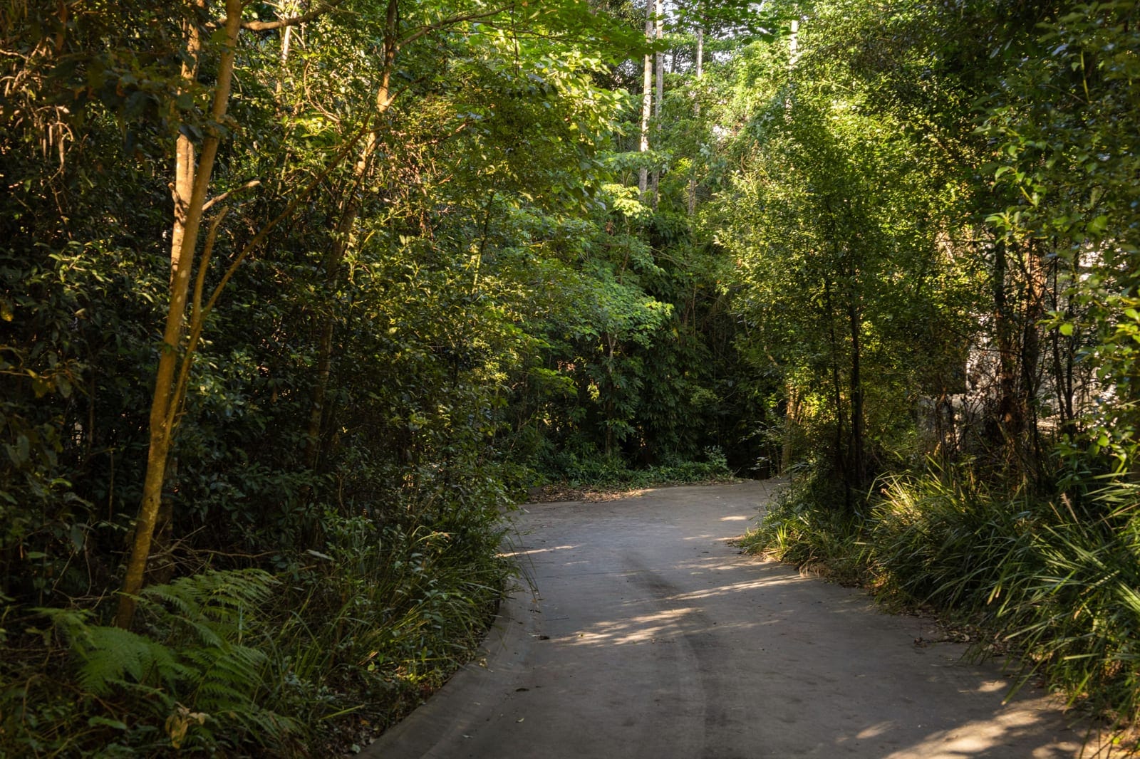 Your Build-Ready Rainforest Sanctuary